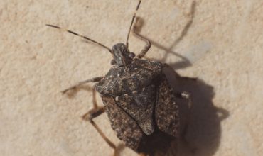 Stink Bug Sydney